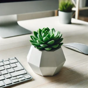 Succulent Plant for the Desk